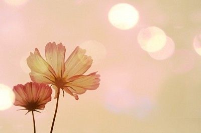 豊かさ　成功　夢　理想　叶う　叶える　目標達成